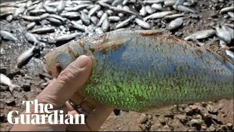 Authorities Investigate Mass Fish Kill at Lake Cargelligo