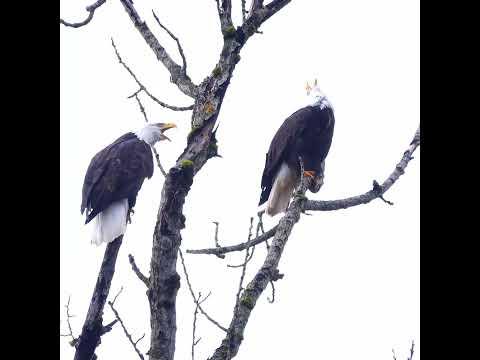 Efforts to Preserve Lake Sammamish Amid Urbanization Challenges