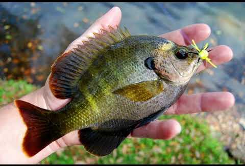 Colt Creek State Park: Serene Paddling & Fishing Escapes Await